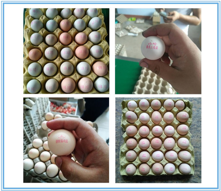 egg sample of Egg Printer Six-head