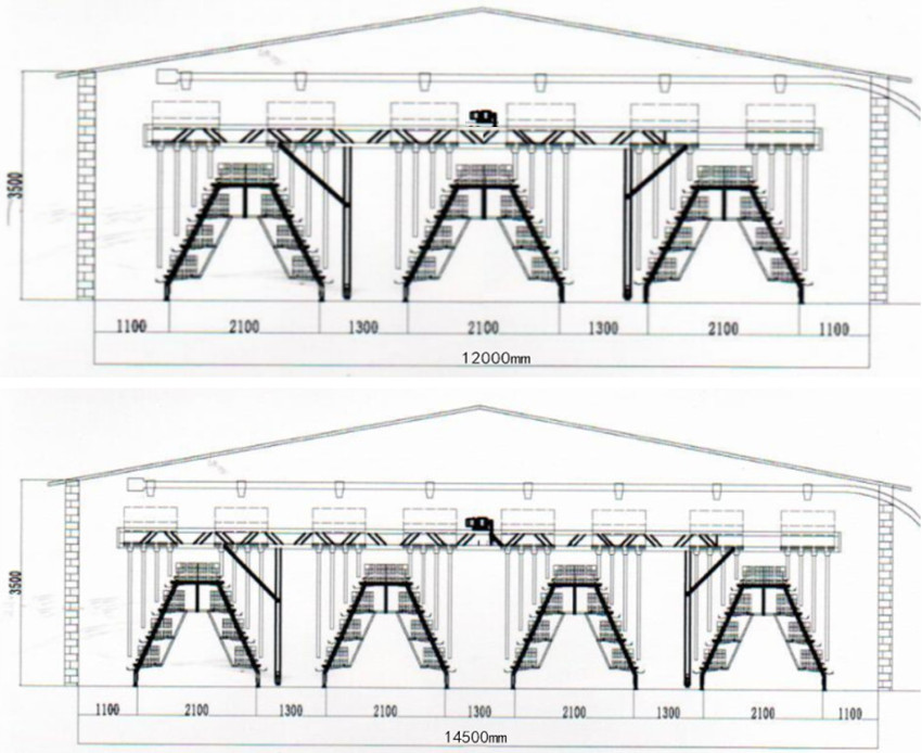 layout of layer chicken cage house