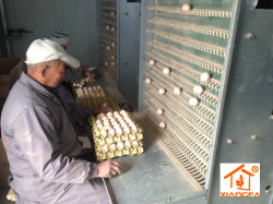 Egg collecting machine