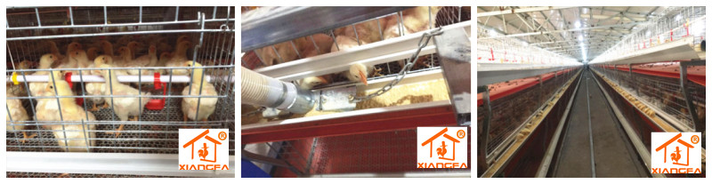 Broiler chicken cage farming Automatic