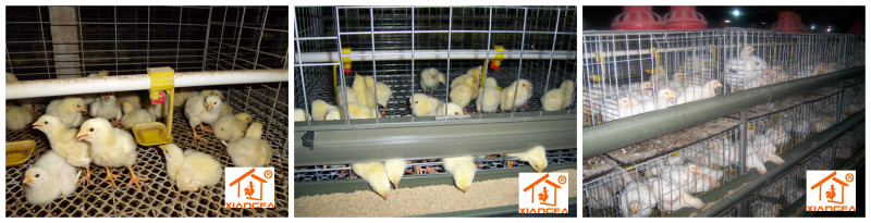 broiler cages 