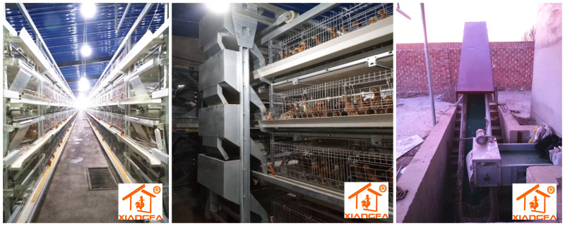 Rearing chicken cages