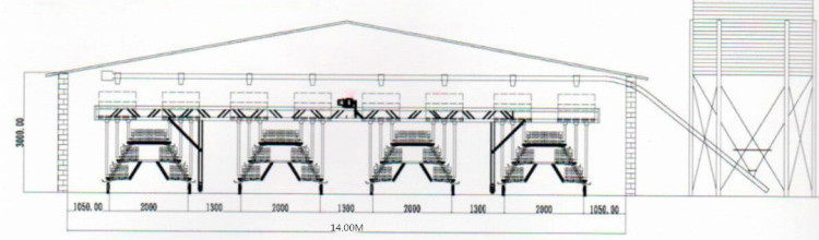 laying hens cages house layout