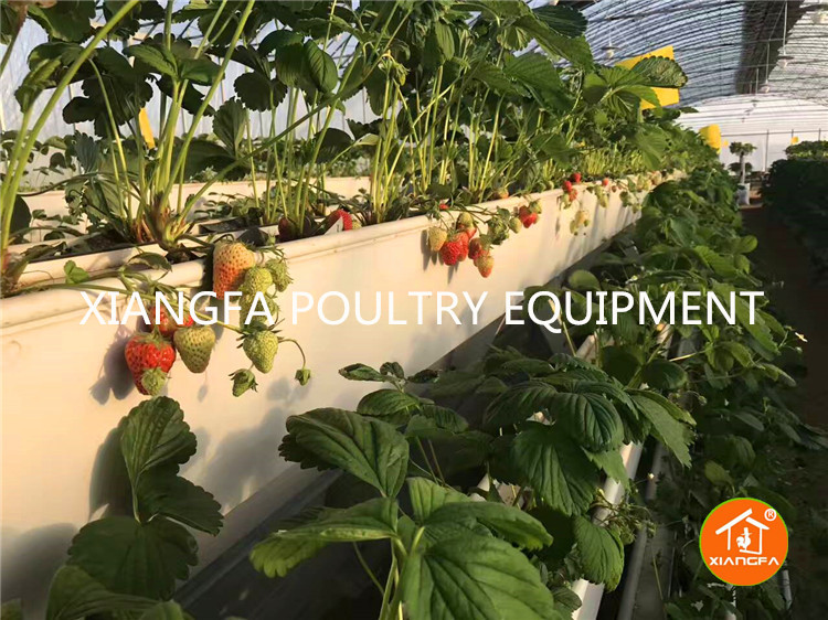 commercial strawberry growing troughs