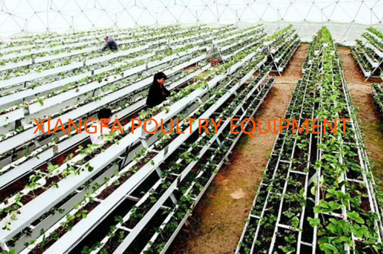 Strawberry growing trough