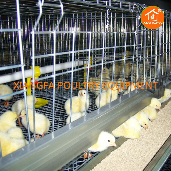 Broiler Cages