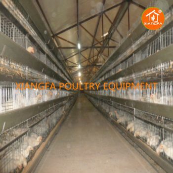 Broiler Rearing Cage 96 Birds