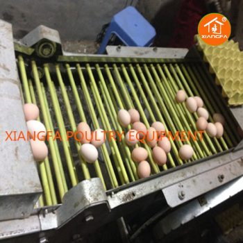 Chicken Egg Collecting System