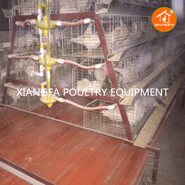 Pullet Chicken Cage