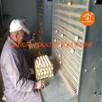 Egg Collecting Machine For Chicken