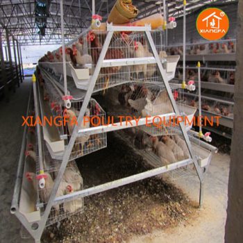 Egg Layer Chicken Cage 120 Birds