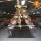 Layer Chicken Cage