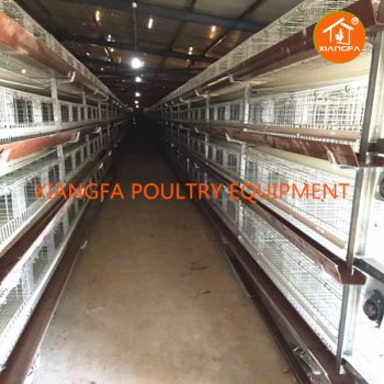 H Type Rearing Chicken Cage 224 Birds