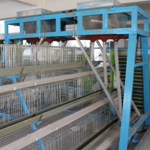 Layer Battery Cage Size