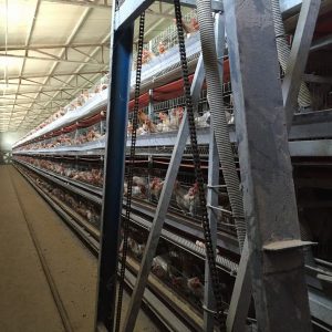 How To Upgrade The Commodity Level Of Broilers?