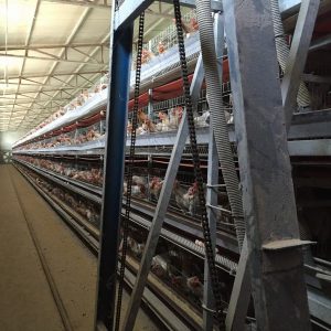 Poultry Cage System In Uganda