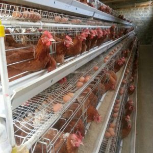 Layer Chicken Cage Manufacturer