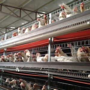 Feeding Of Black-bone Chicken Brooding Link