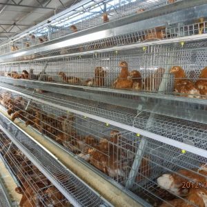 The Key Technology Of Chick Feeding