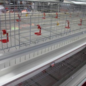 How To Control The Hatching Temperature Of Breeding Eggs?