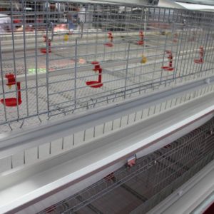 Quail Cages For Egg Production