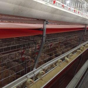 Poultry Battery Cage Design