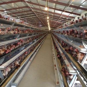 How To Choose The Food For Laying Hens