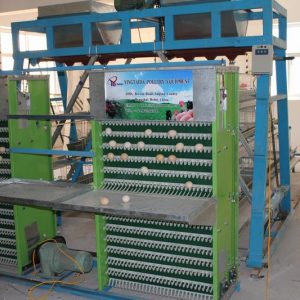 The Latest Colorful Pheasant Breeding Technology