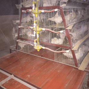 How To Build Pigeon Breeding Cages