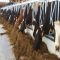 cattle feeder cow head locks