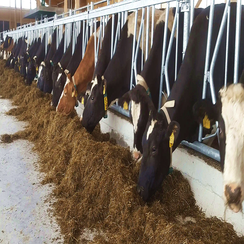 cattle feeder cow head locks